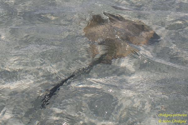 Stingray Whitsunday Island: The Stingrays near Hill Inlet swimming in the clearest water you’ll find in the Whitsundays.