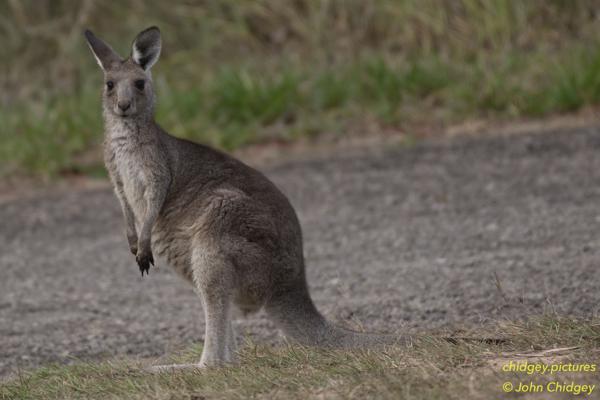 Kangaroo Watching: Kangaroo at the base of Wildhorse Mountain in the early hours of the morning…watching me watching it watching you…