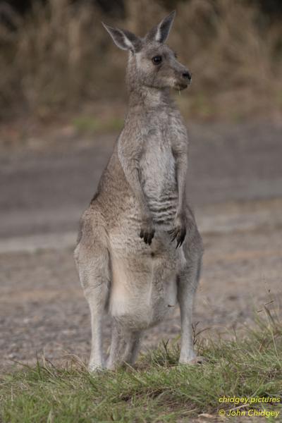 Wildhorse Kangaroo: Kangaroo at the base of Wildhorse Mountain in the early hours of the morning…having grass for breakfast.
