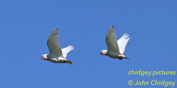 Corellas In Flight: Two Corellas flying in formation.