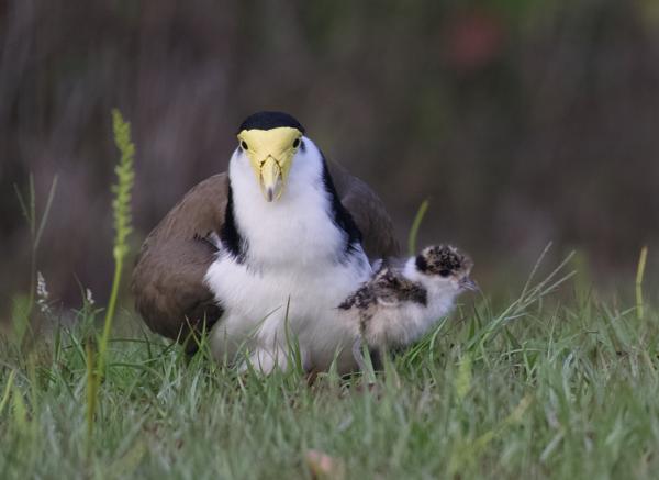 Birds