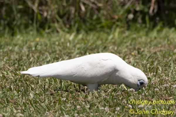 Corella: The Little Corella is quite common locally and sometimes called the Bare-Eyed or Blue-Eyed Cockatoo. They don’t squawk quite as much as a full size Sulfur Crest though, so there’s that…
