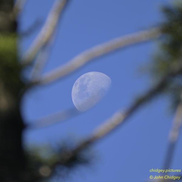 Moon Through The Trees: Pretty much the only Astrological object you can photograph when it's daytime, this is a lovely shot of the Moon peering through the trees in bushland one morning.