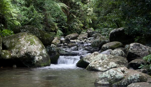 Elabana-Falls-OReillys: The Elabana Falls in the O'Reilly's National Park is one of my favourite places to go for a bushwalk in the high mountain plateau.